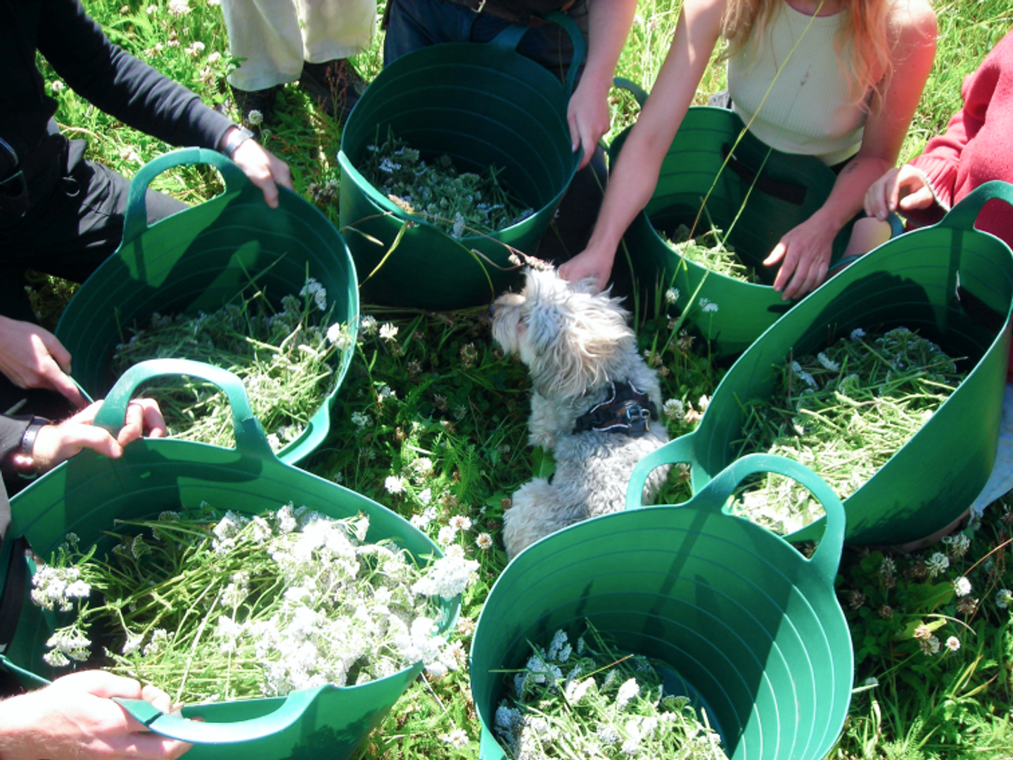 People that have gathered meadowsweet and a dog