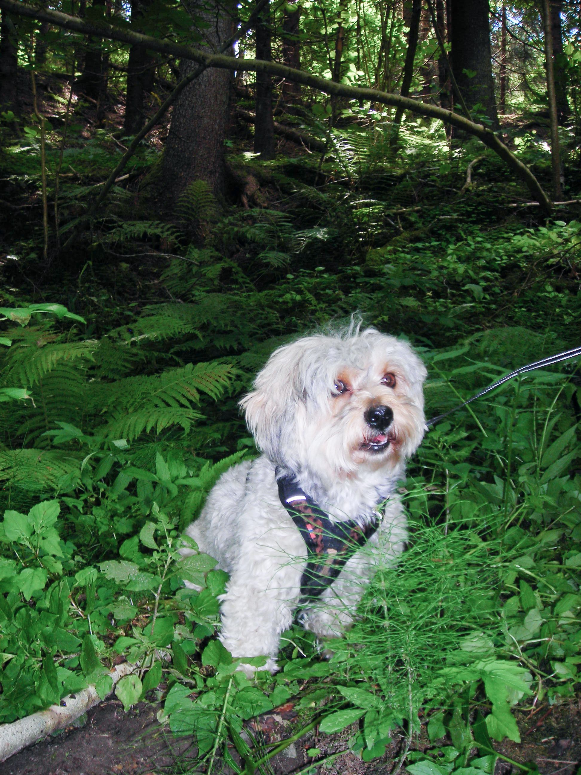 A little dog in a forest 