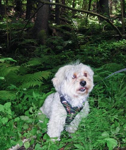 A little dog in a forest