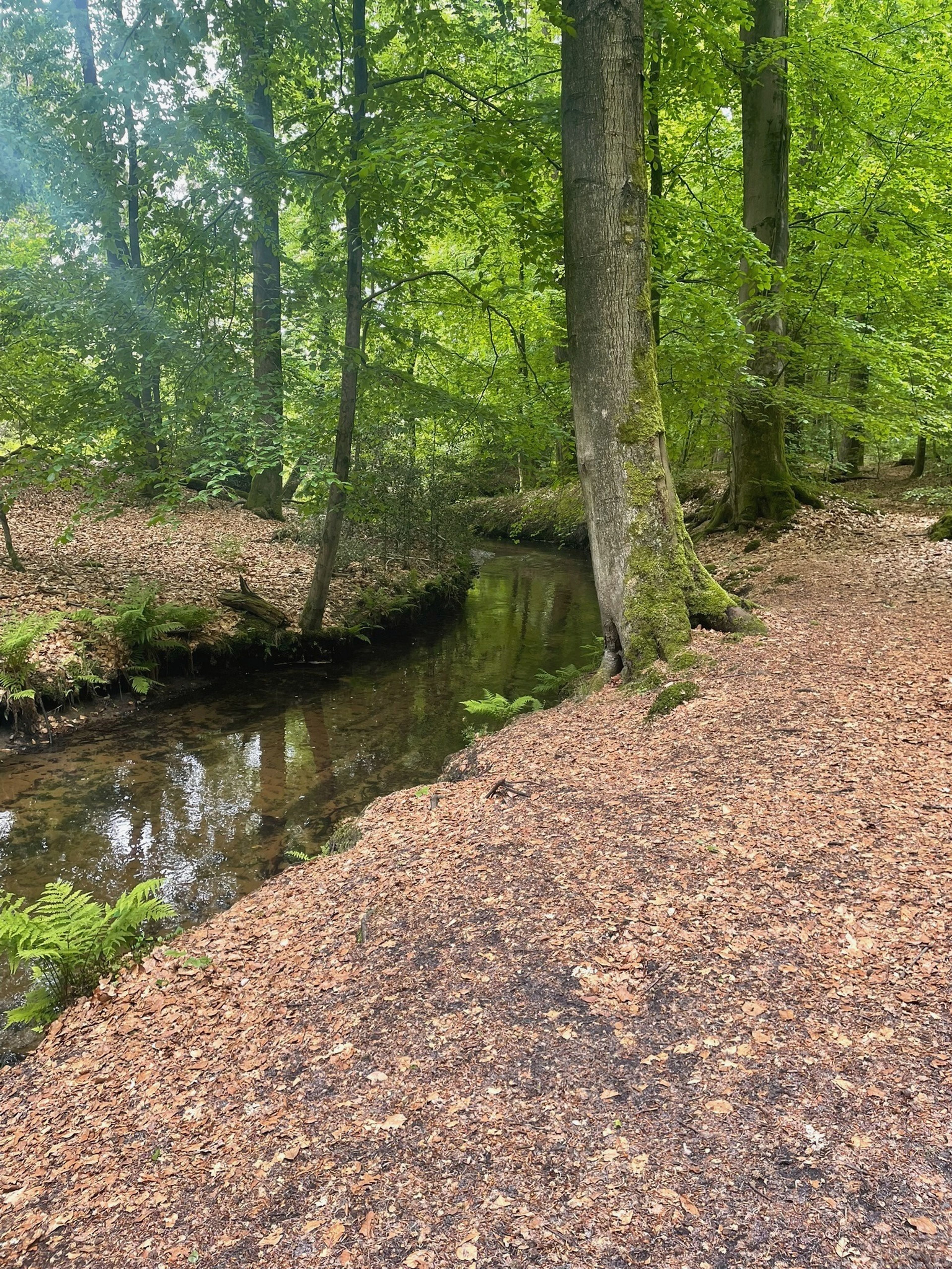 Into The Woods Bild 6