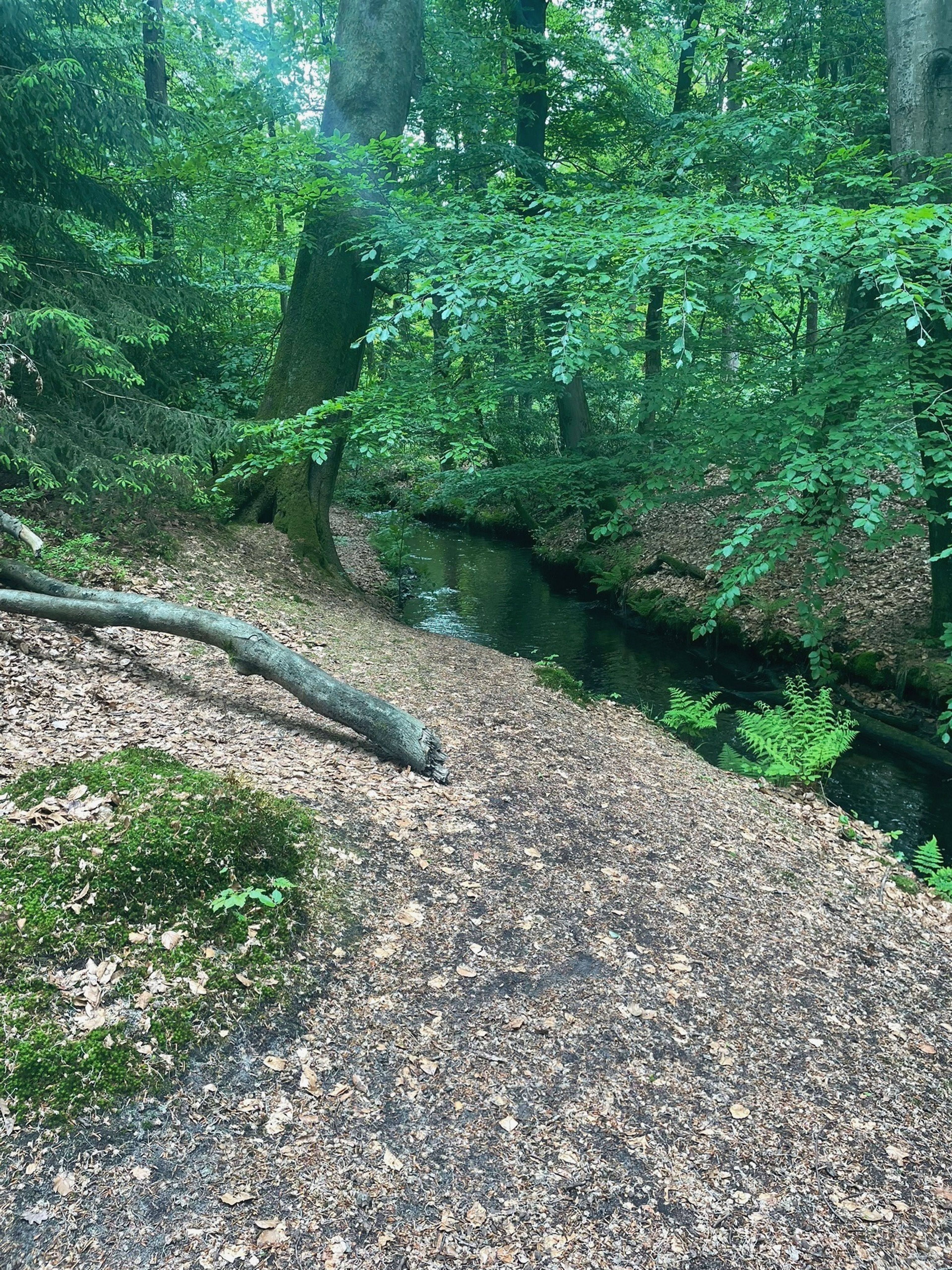 Into The Woods Bild 5