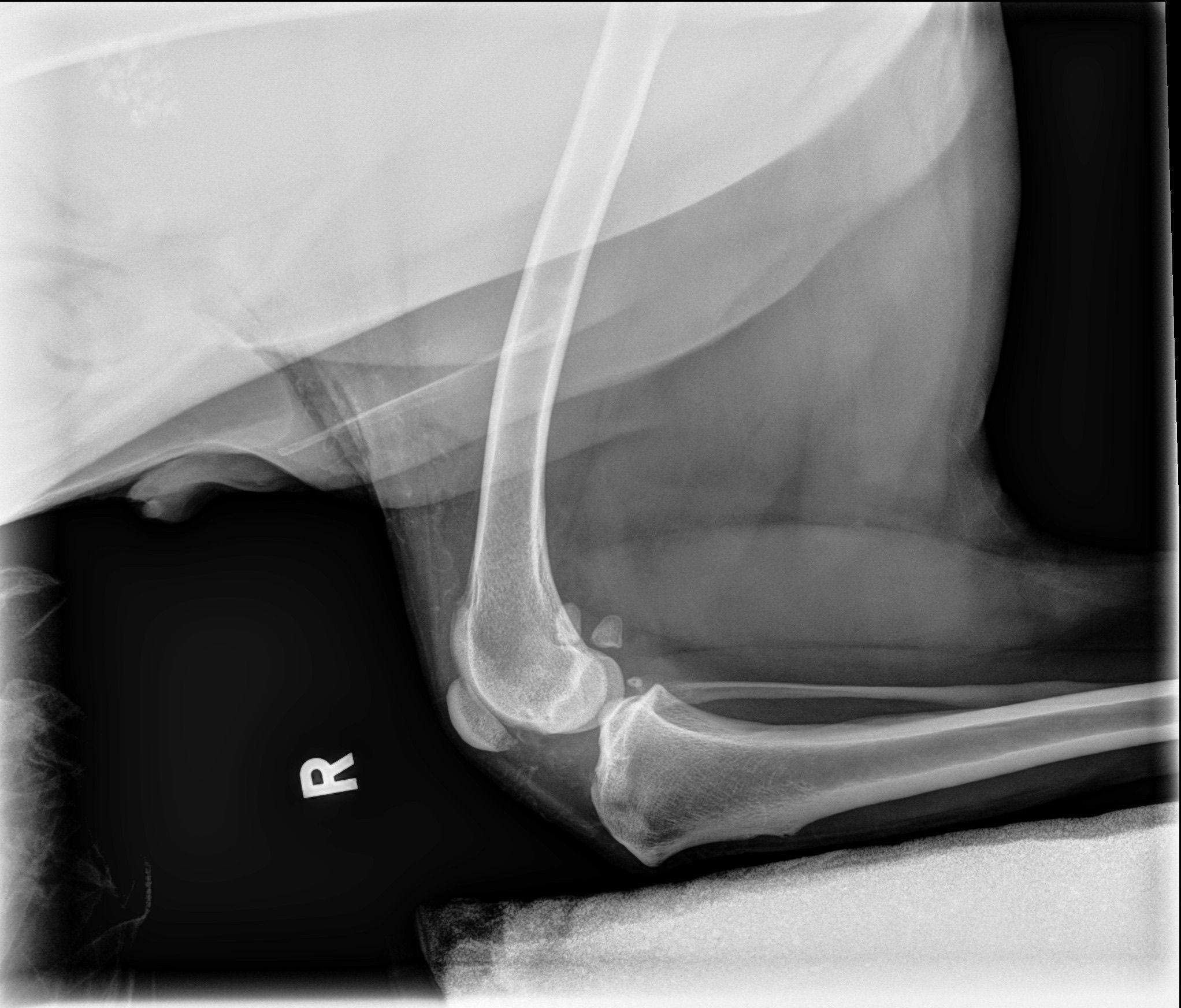 Oh no, I broke my poodle