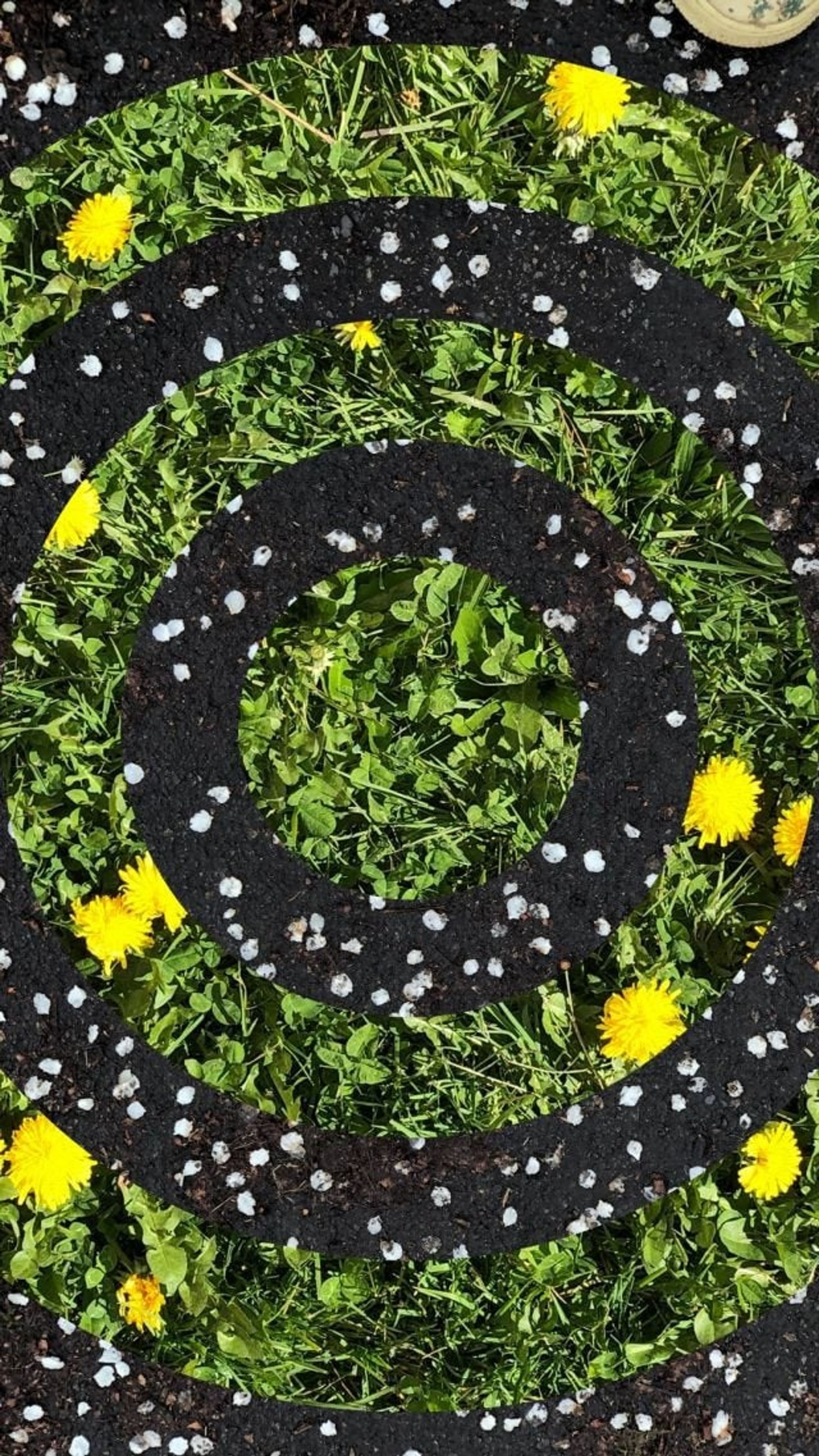 Dandelions and sidewalk