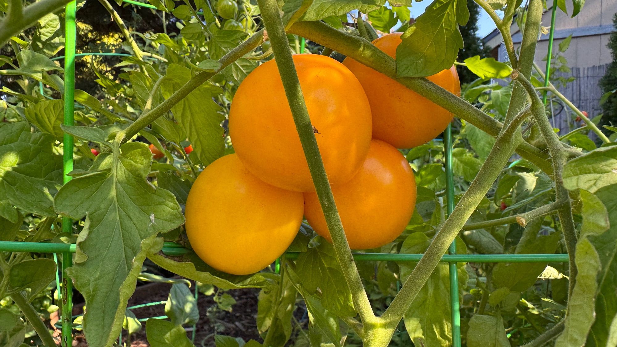 Yellow Maters