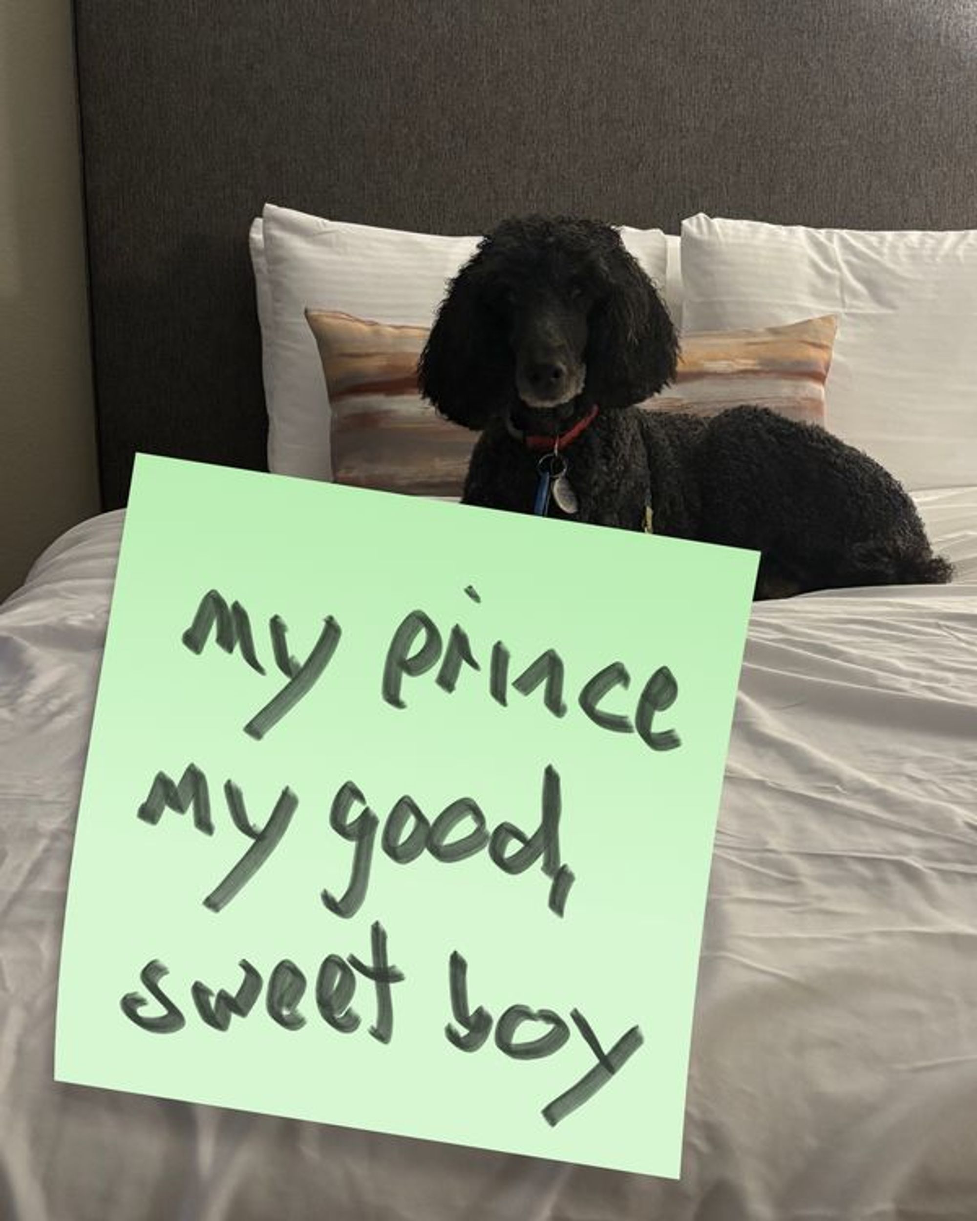My prince, my good sweet boy