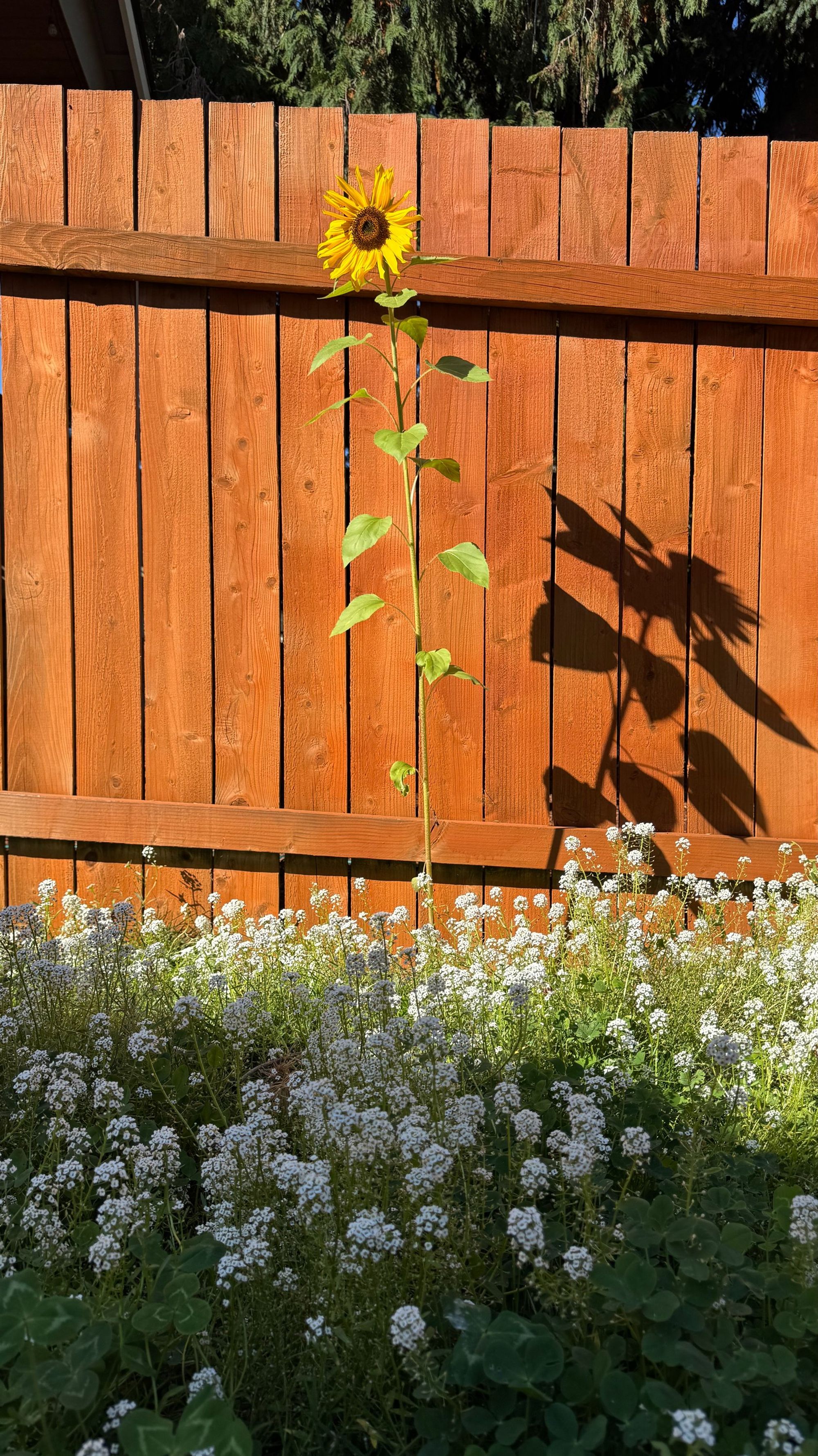 Sunny Fence