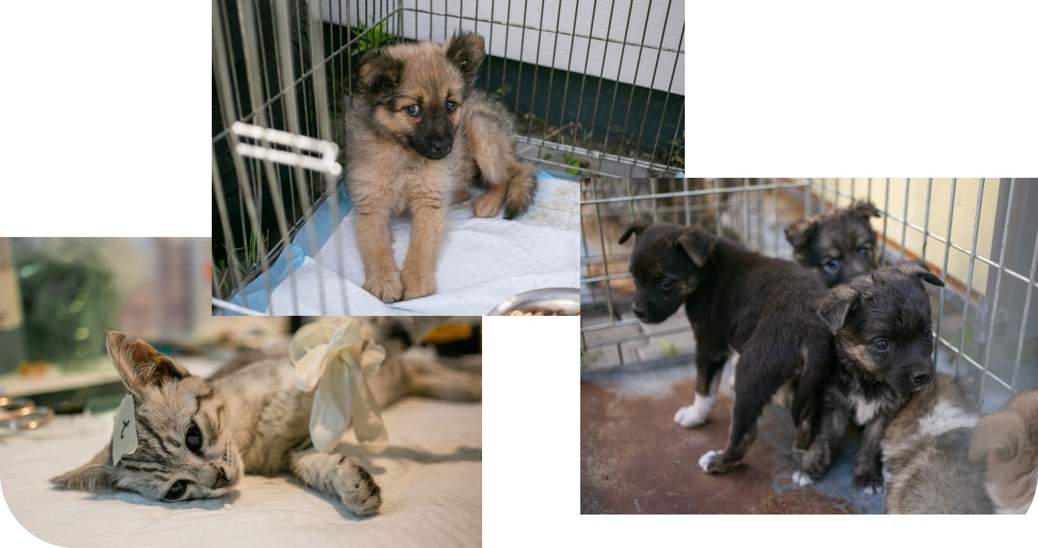 ua animals