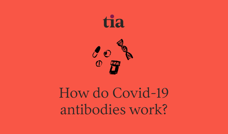 How do Covid-19 antibodies work?