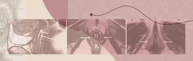 Vaginal anatomy 101: A clinical guide to vulvar and vaginal health