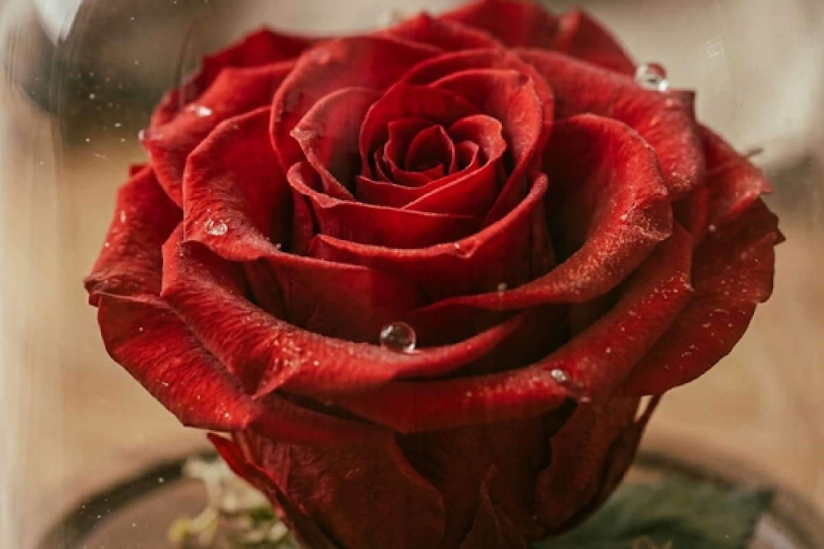 A flawless, deep red preserved infinity rose showcased elegantly inside a luxury black display box with a silk ribbon.