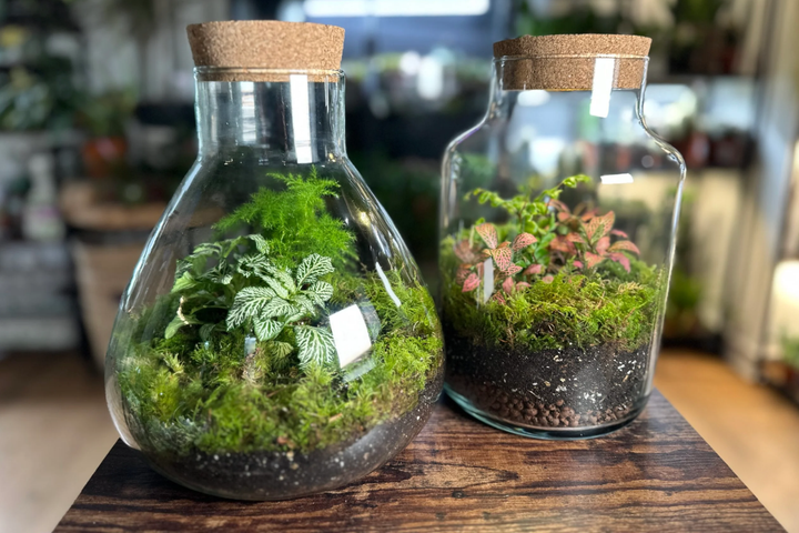 A geometric glass terrarium displaying layers of white stones, soil, and vibrant green succulent plants.