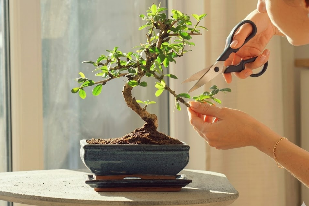 Professional Indoor Bonsai Tree Starter Kit