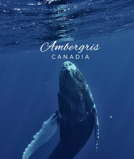 Ambergris Canada