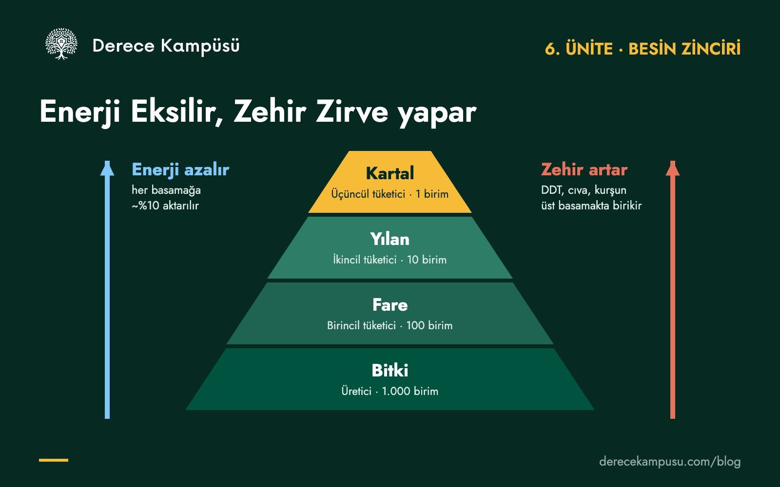 Besin piramidi: yukarı çıktıkça enerji azalır, zehir birikir