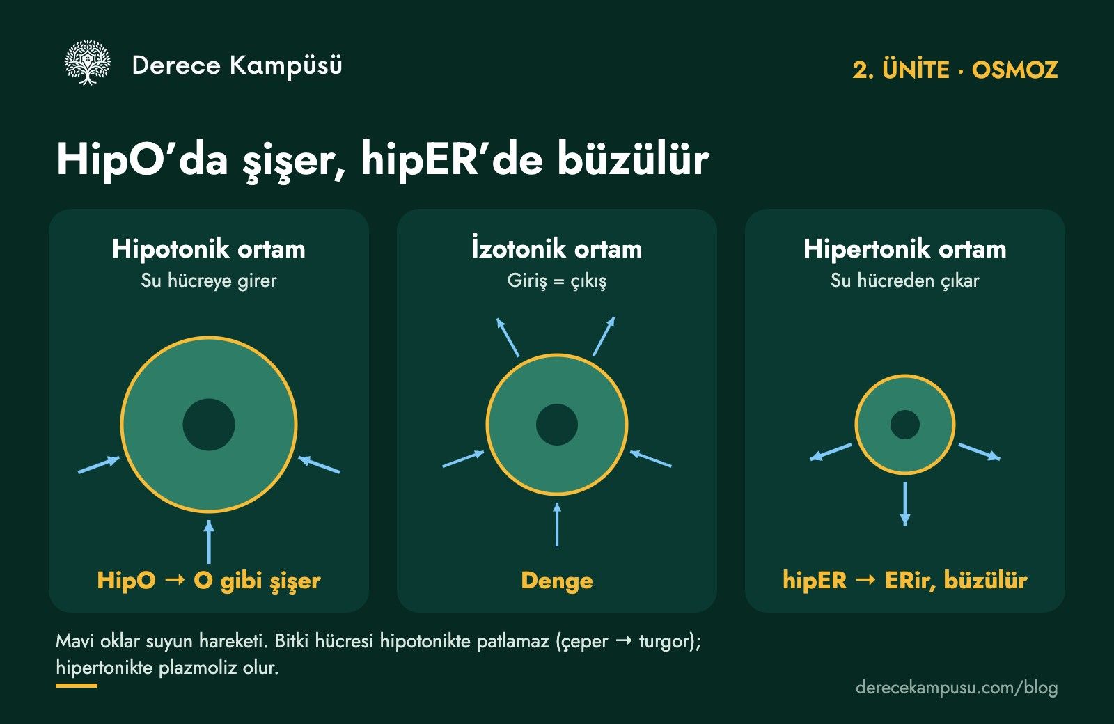 Hipotonik, izotonik ve hipertonik ortamda hücrenin su alışverişi