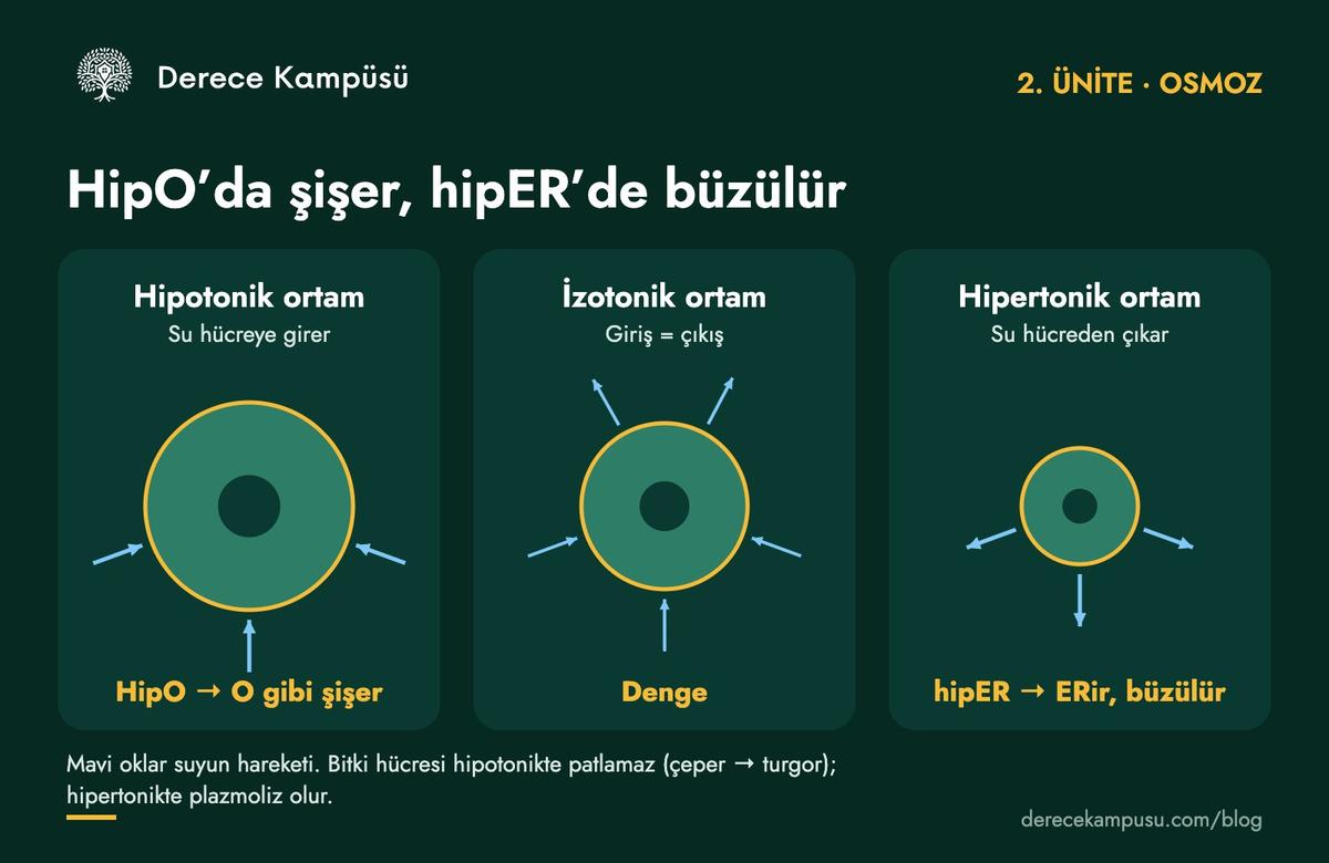 Hipotonik, izotonik ve hipertonik ortamda hücrenin su alışverişi