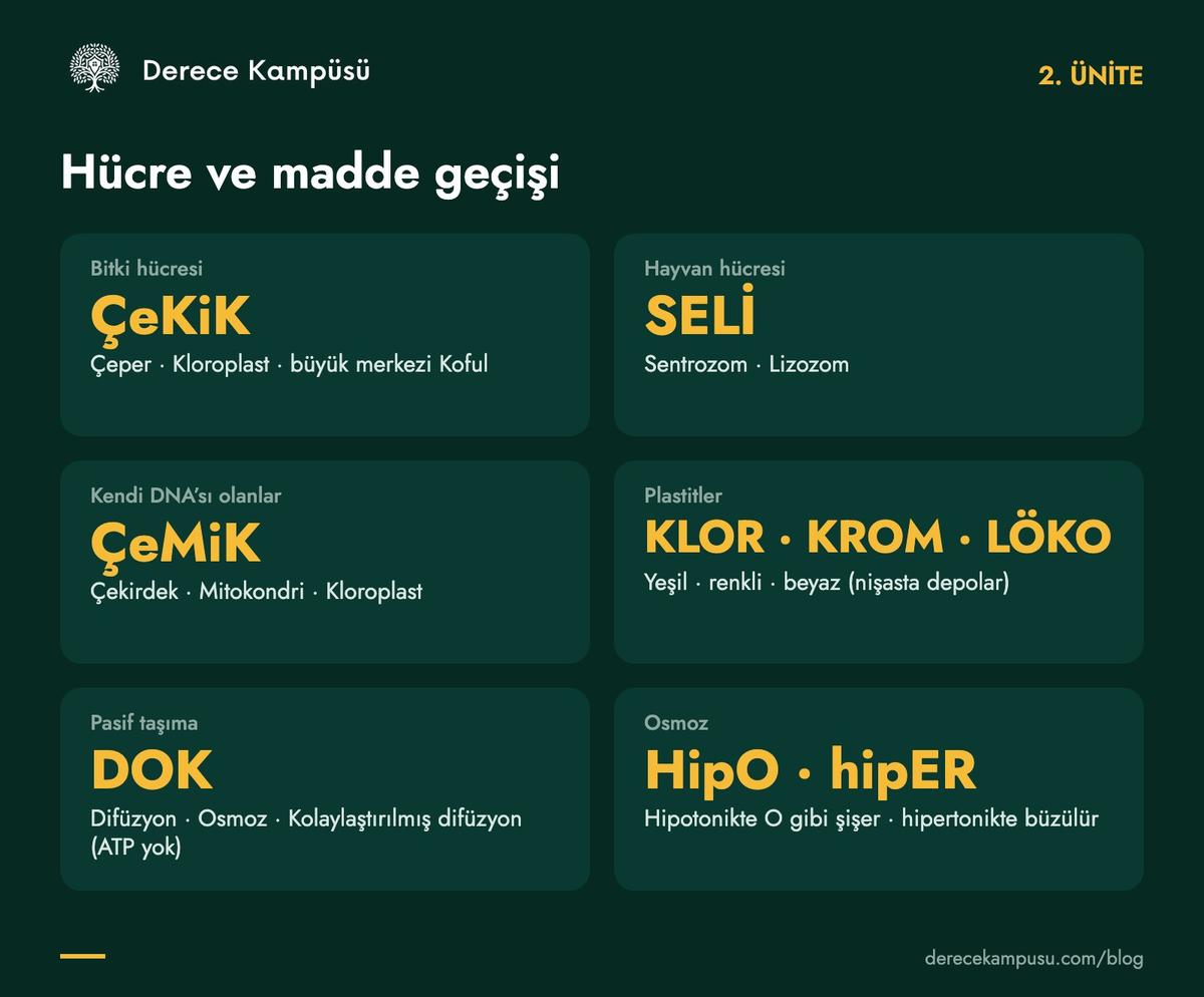 2. ünite kod kartı: bitki ve hayvan hücresi, organeller, plastitler, madde geçişi