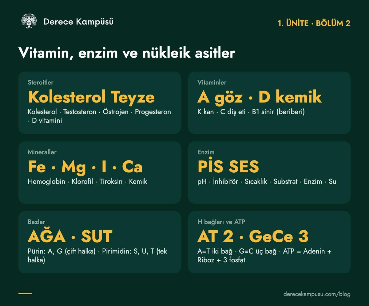 1. ünite kod kartı: steroitler, vitaminler, mineraller, enzimler, nükleik asitler ve ATP