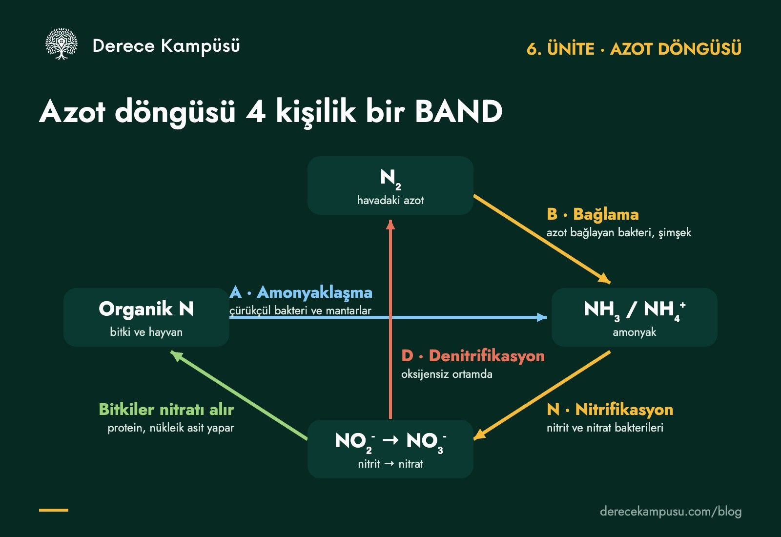 Azot döngüsü: bağlama, amonyaklaşma, nitrifikasyon ve denitrifikasyon