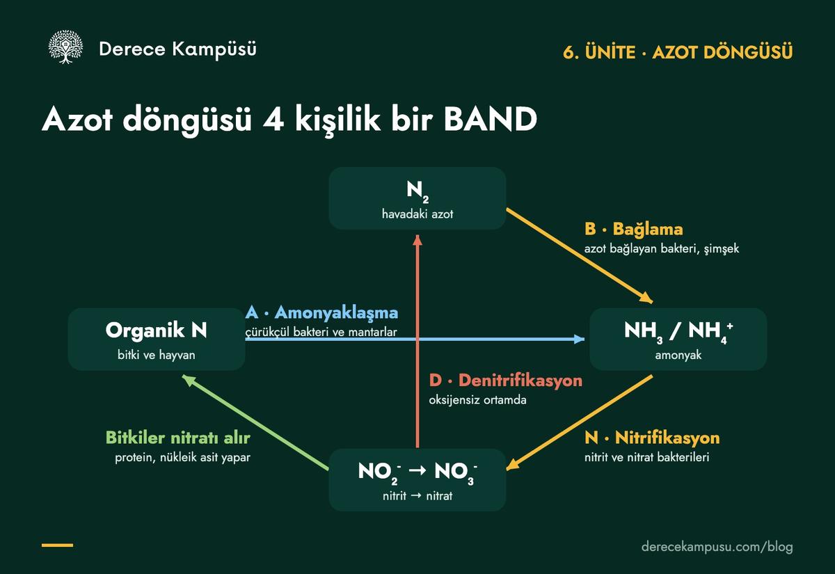 Azot döngüsü: bağlama, amonyaklaşma, nitrifikasyon ve denitrifikasyon