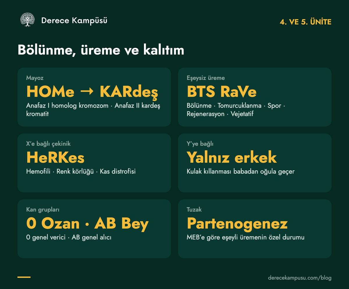 4. ve 5. ünite kod kartı: mayoz, eşeysiz üreme, eşeye bağlı kalıtım, kan grupları