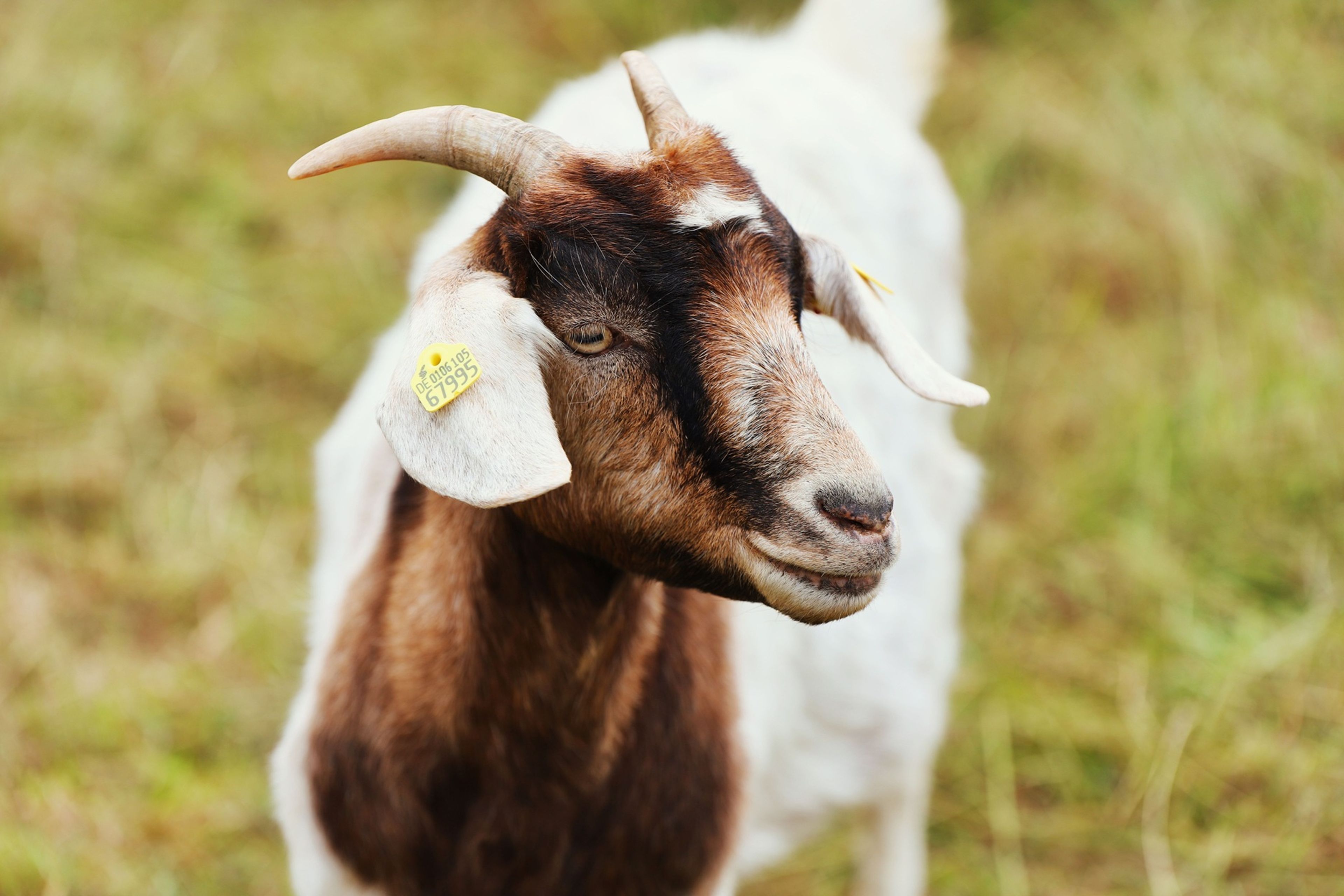 Goats