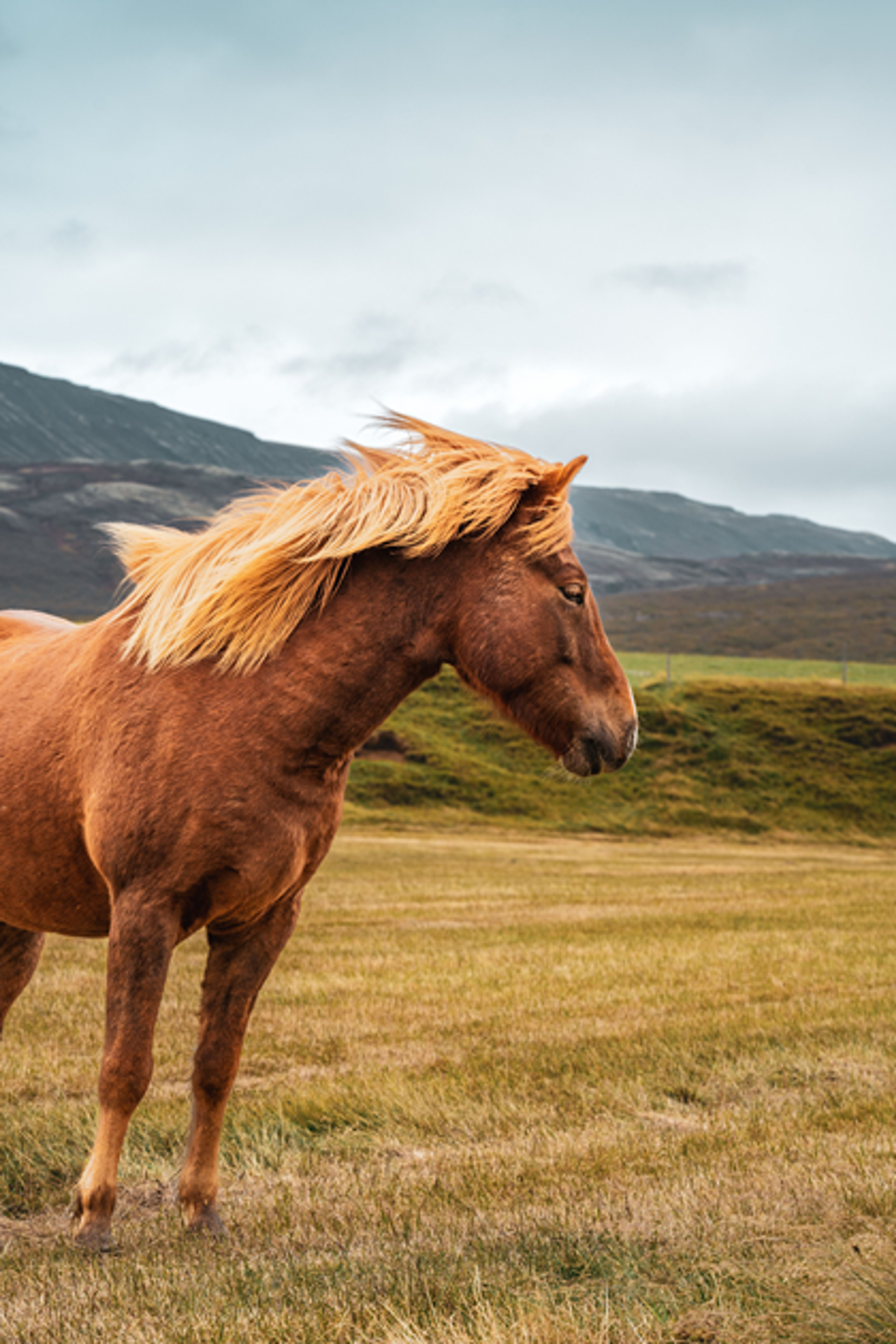 Horses