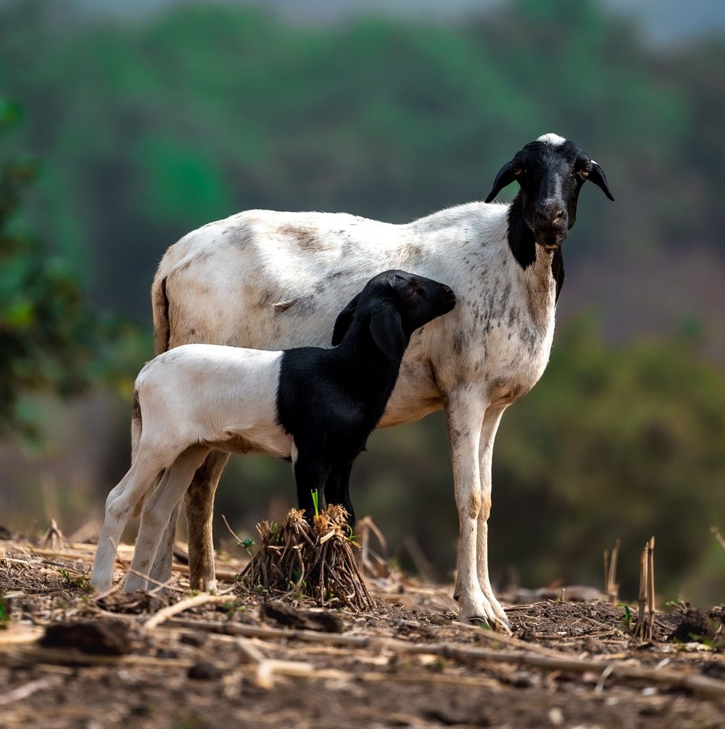 Sheep