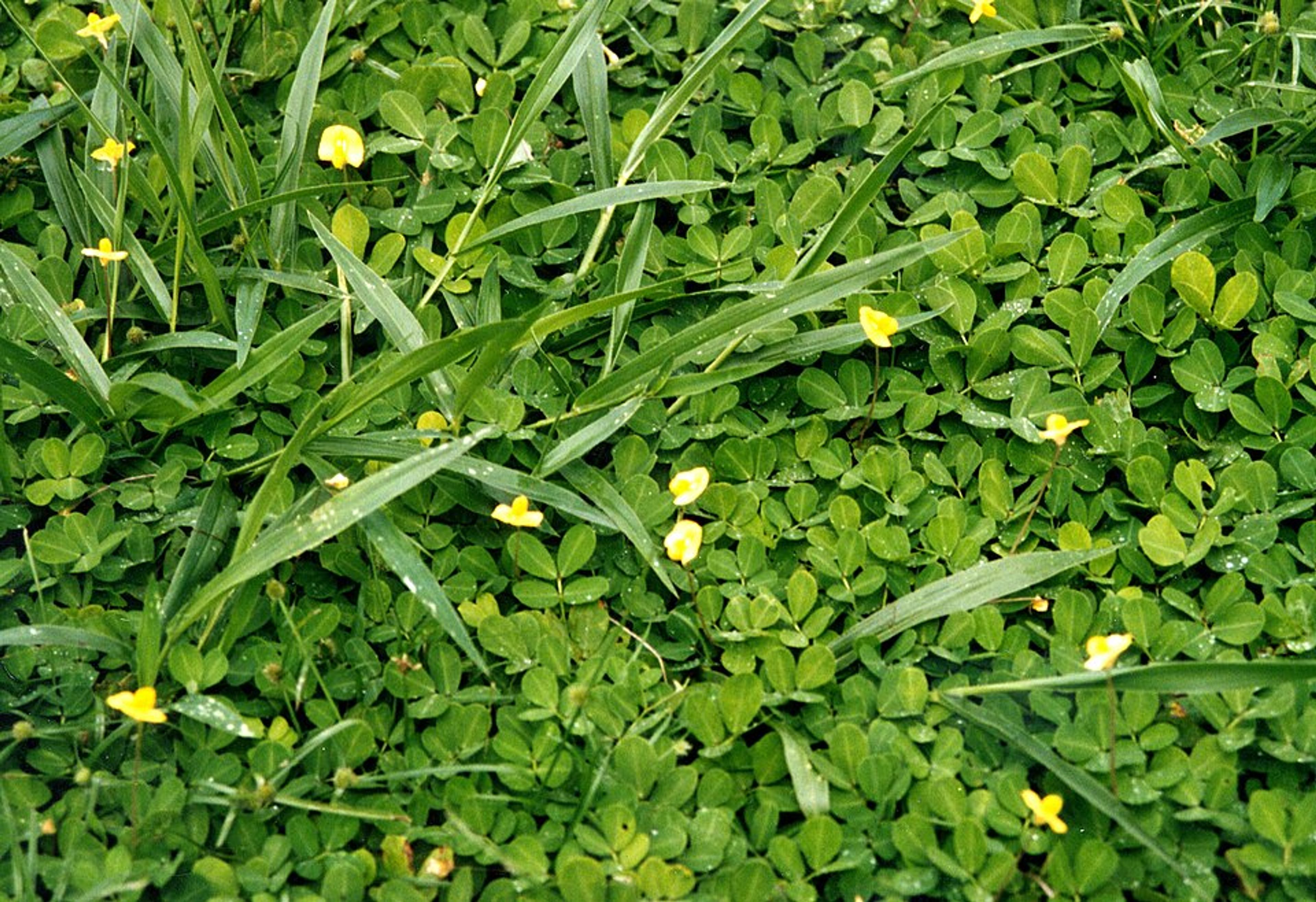 Brachiaria Grass