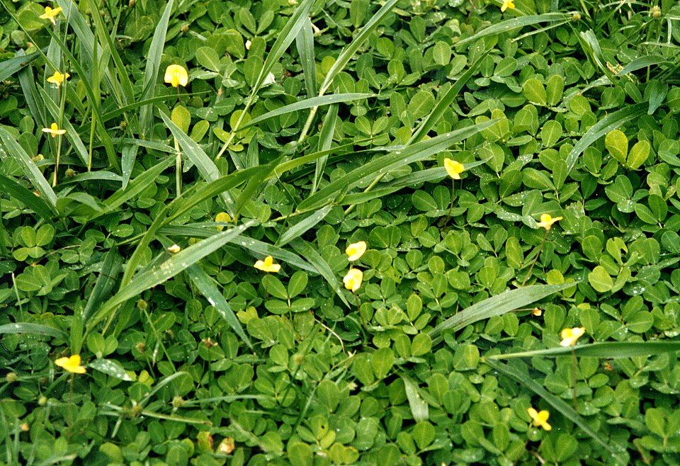 Brachiaria Grass