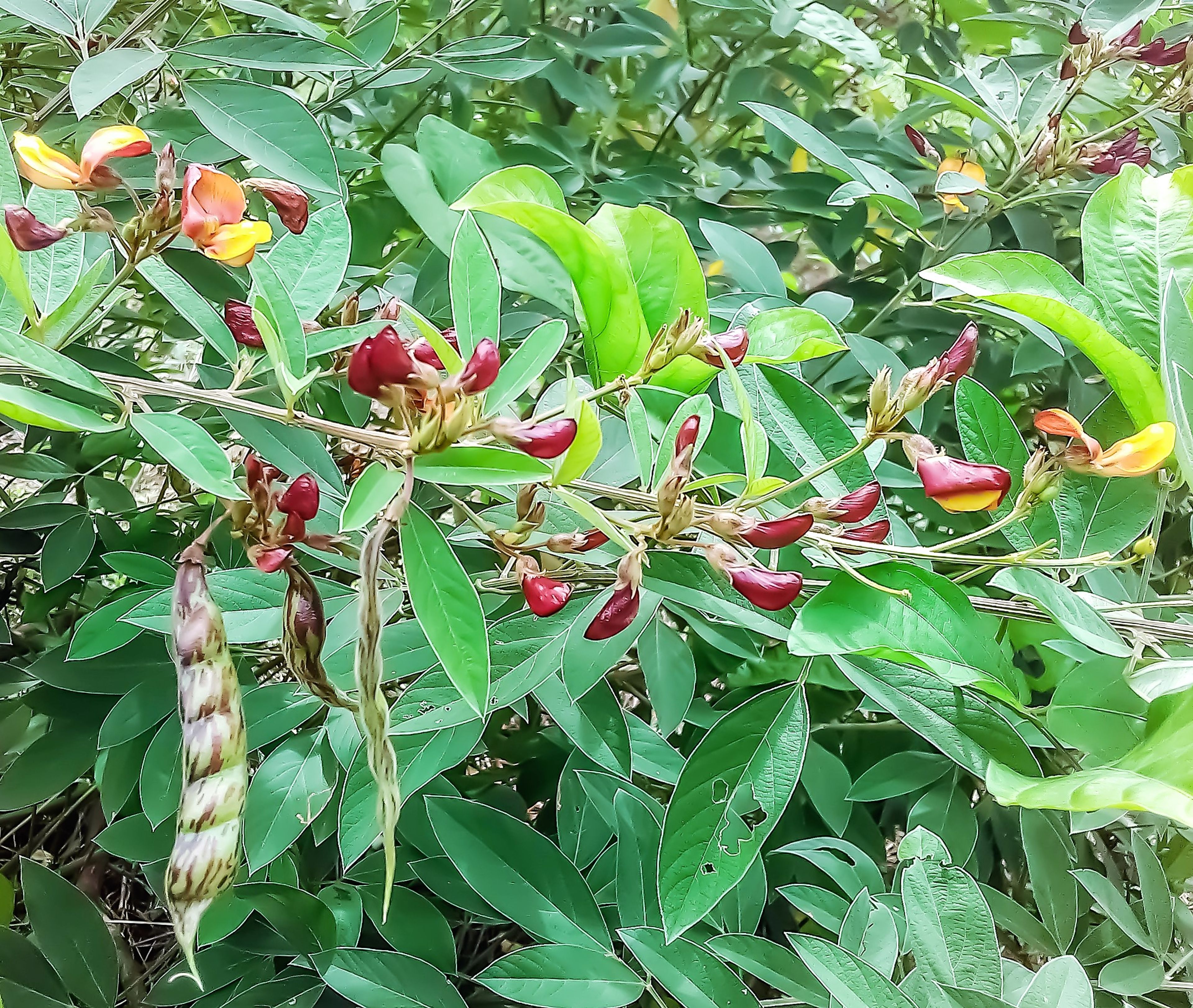 Cajanus cajan (Pigeon Pea)