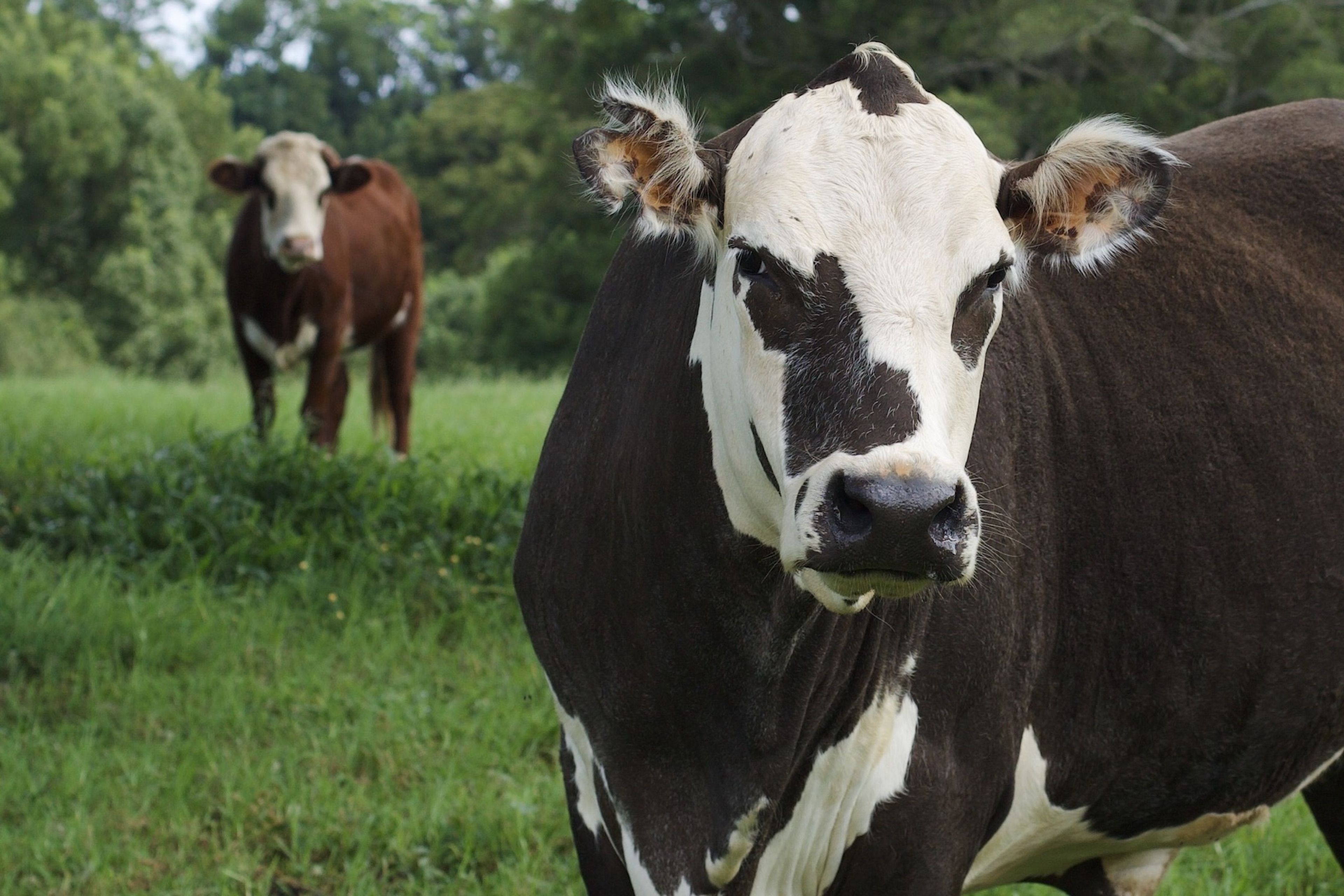 Cattle