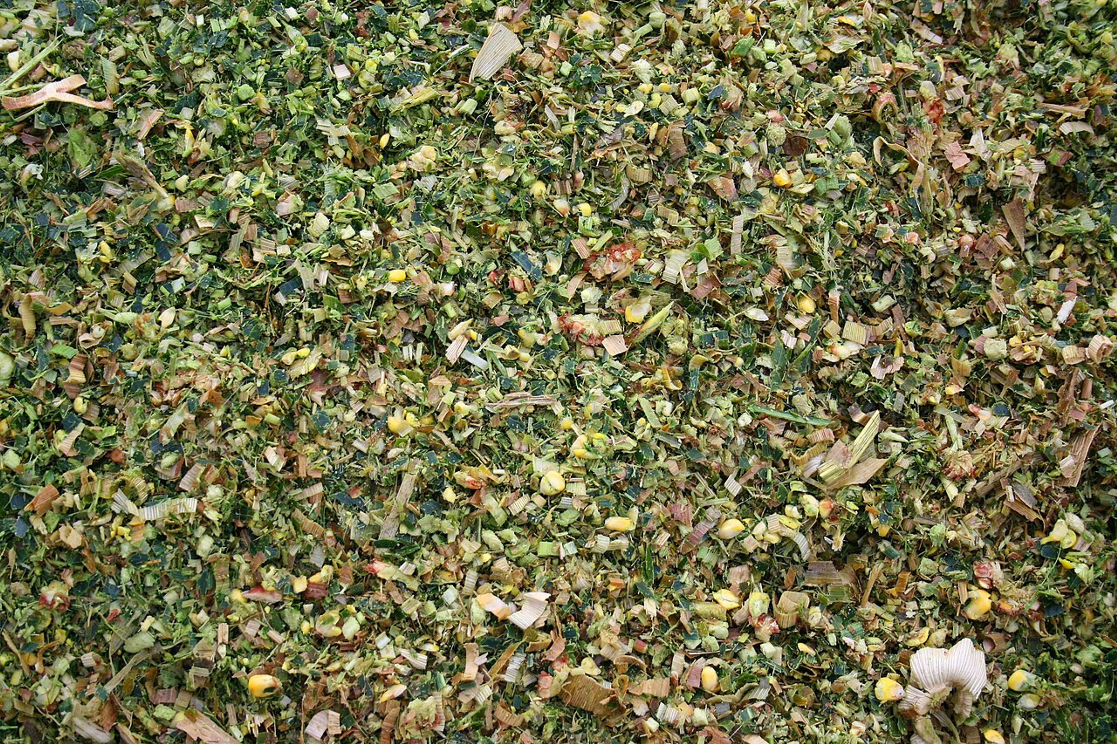 Corn Silage