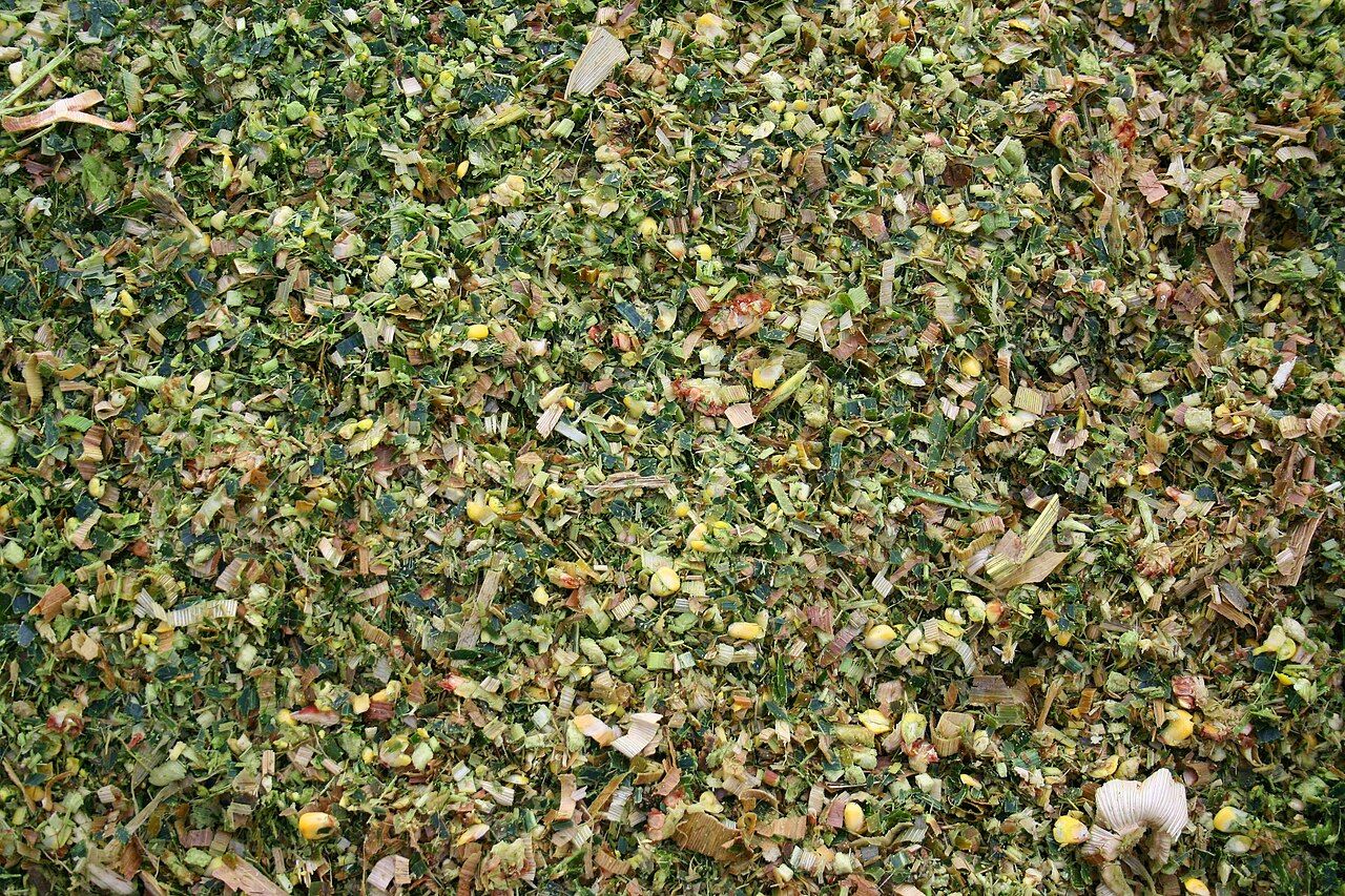 Corn Silage