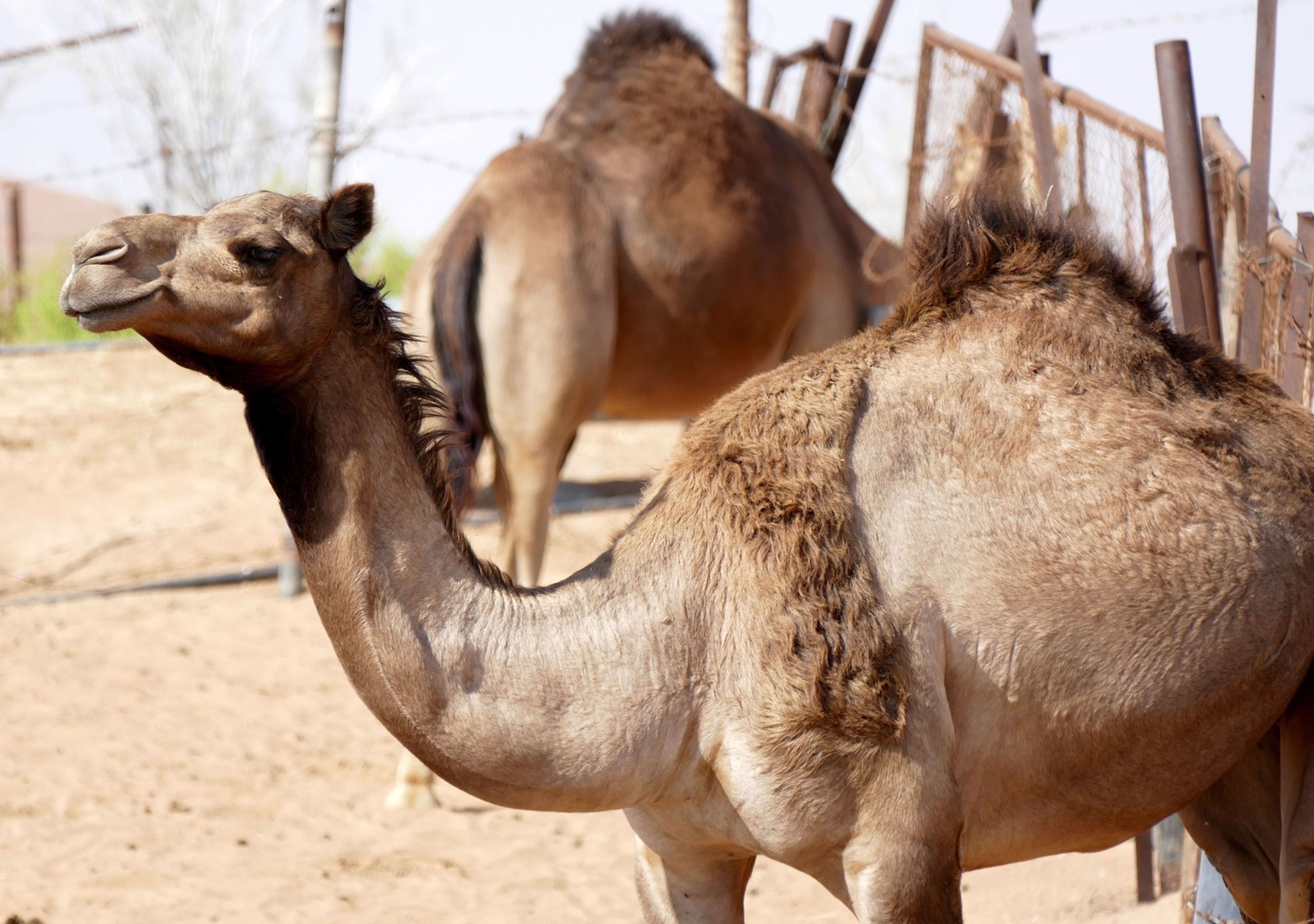 Camels