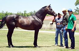 Game Patriot with his owner Robert "Bobby" Touchet.