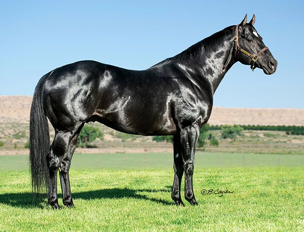 Stallion photographed from a specific angle