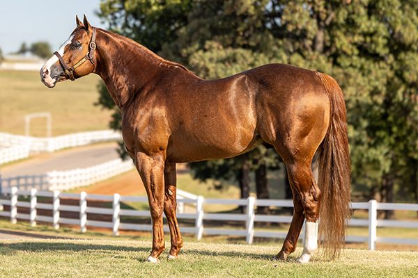 Stallion photographed from a specific angle