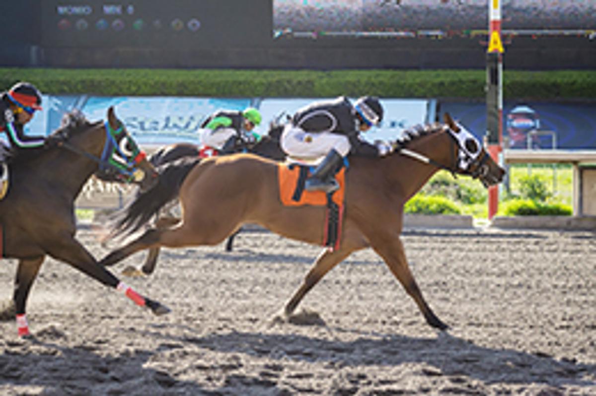 Miguel Angel Espinoza / Hipodromo de Las Américas