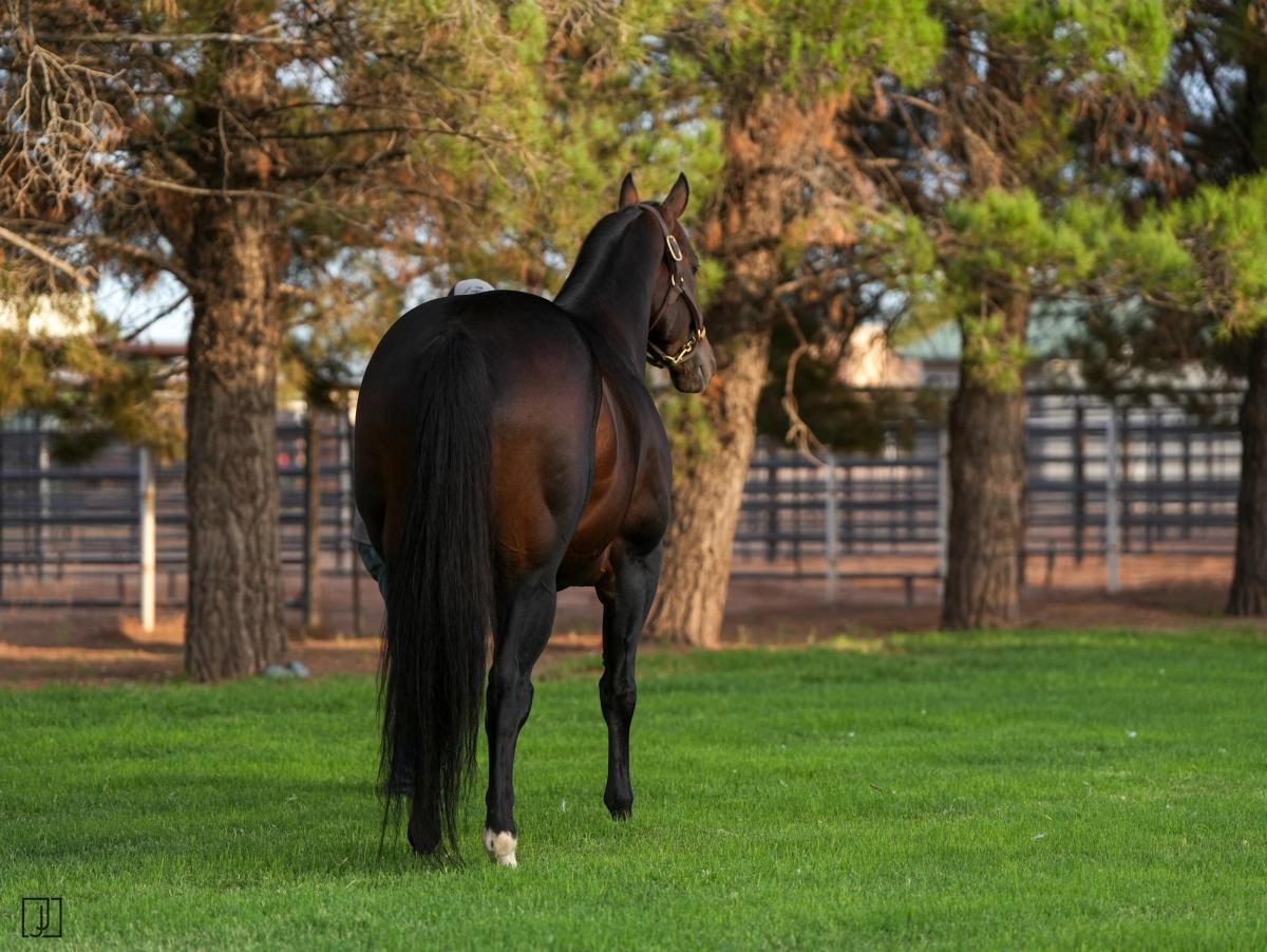 Stallion photographed from a specific angle