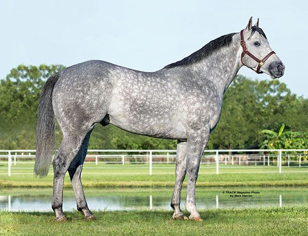 Stallion photographed from a specific angle