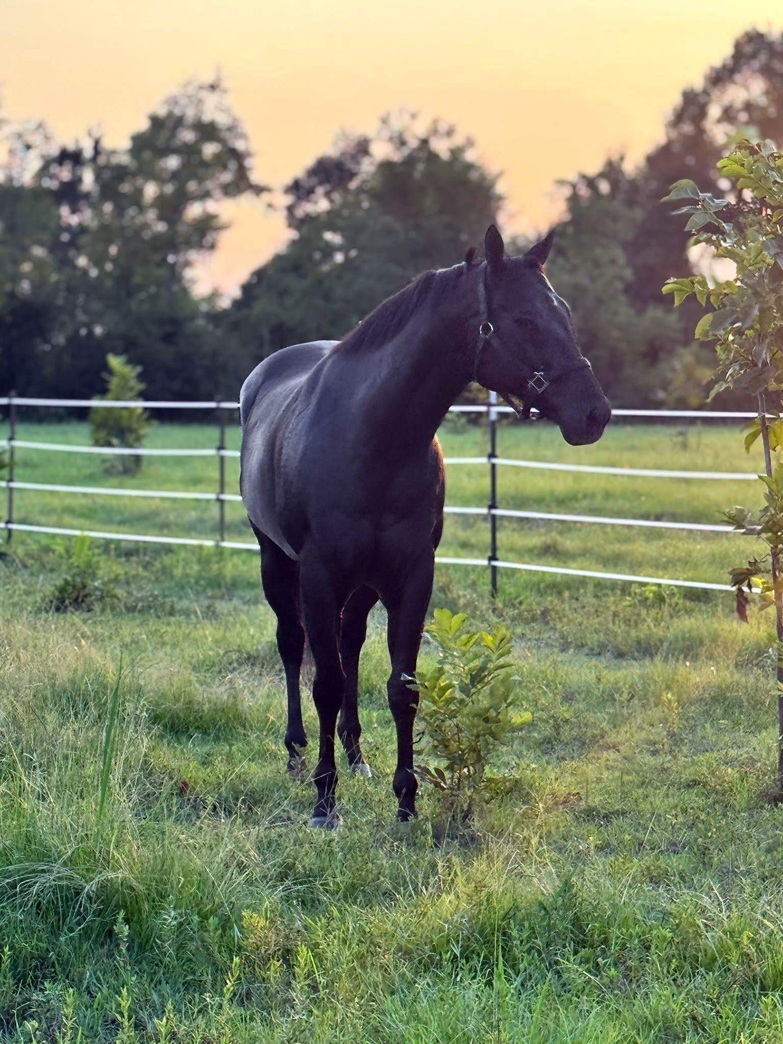 Tuckers Prize in the pasture enjoying life.