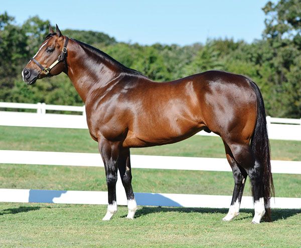 Stallion photographed from a specific angle