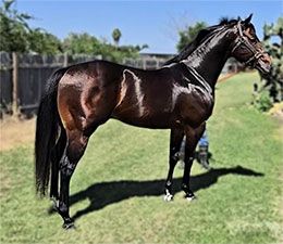 South Texas Quarter Horse Breeders