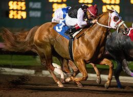 Cartel Perry, under jockey Jesus Ayala, gets the third fastest clocking while winning the second trial at Los Alamitos Race Course Saturday.