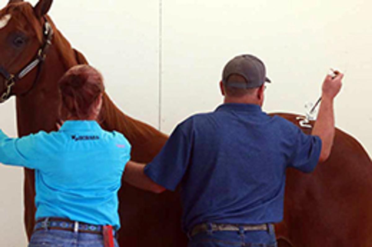 AQHA