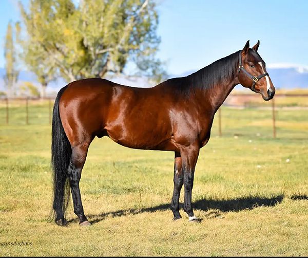 Stallion photographed from a specific angle