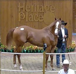 Hip #194 Kiss My Eagle 123 was the opening day sale-topper for $125,000.