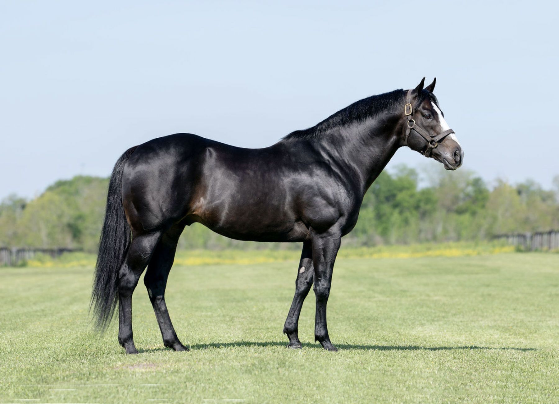 Multiple Graded Stakes Sire Majestic Cartel Moves to Snow Ranch for 2027