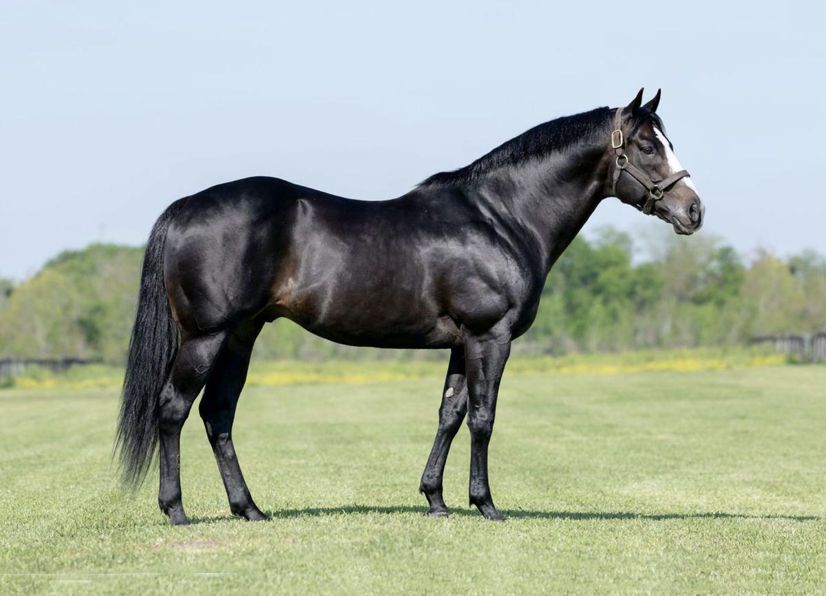 Multiple Graded Stakes Sire Majestic Cartel Moves to Snow Ranch for 2027